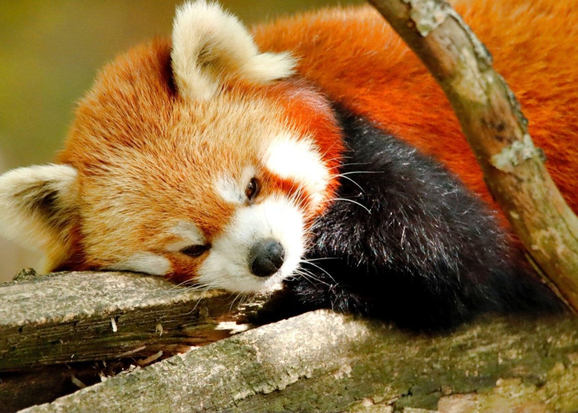 mozilla-firefox-zakrpa