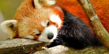 mozilla-firefox-zakrpa